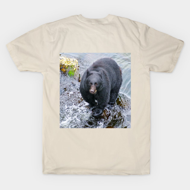 Black Bear in the River by SafariByMarisa